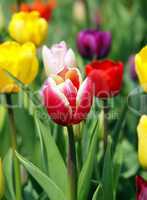 Colourful Tulips - Bunte Tulpen