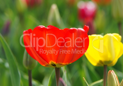 Tulpen im Sonnenlicht - Tulips