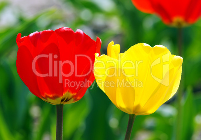 Tulpen in der Sonne - Tulips in the Sunlight