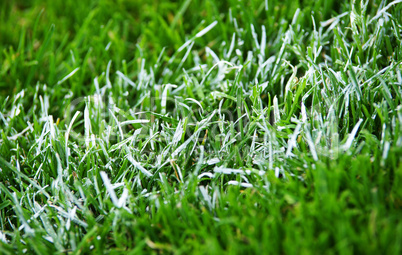 fußball gras nahaufnahme - soccer grass