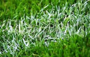 fußball gras nahaufnahme - soccer grass