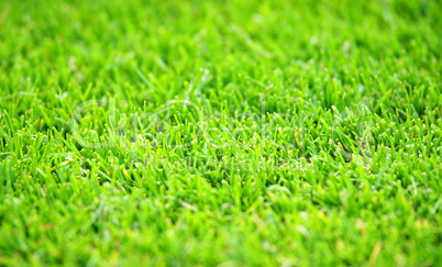 grüner fußball rasen - green soccer grass