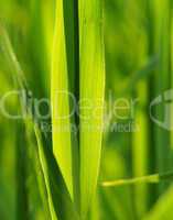 Gräser Nahaufnahme - Grass Close-up