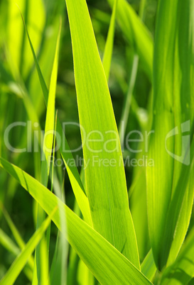 Gräser Nahaufnahme - Grass Closeup