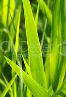 Gräser Nahaufnahme - Grass Closeup