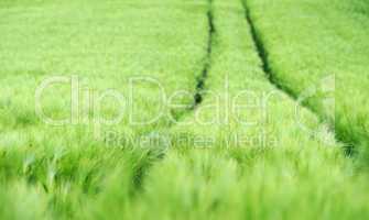 Getreidefeld im Frühjahr - Cereal Grains Field