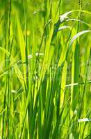 Gräser im Sonnenlicht - Grass Closeup