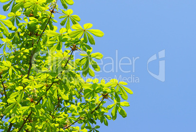 Aesculus & Sky - Kastanienblätter & Himmel