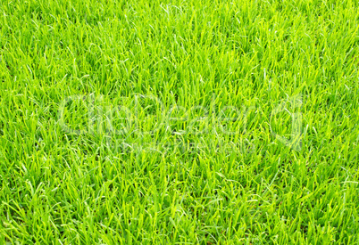 fußball rasen - soccer grass