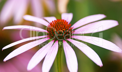 Blüte Nahaufnahme - Flower Close-up