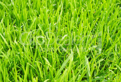 fußball rasen nahaufnahme - soccer grass