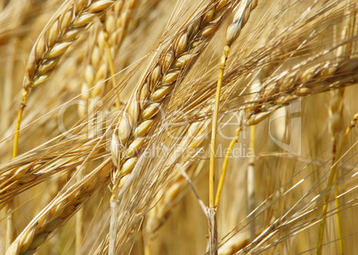 Reife Kornähren - Cereal Grains