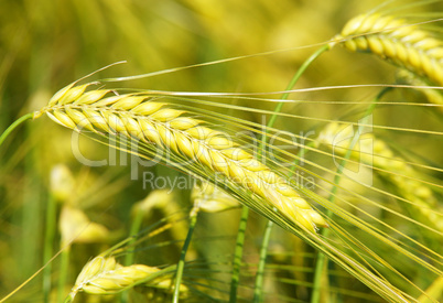 Reifende Kornähren - Cereal Grains