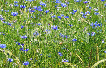 Kornblumen Feld im Sommer - Cornflowers