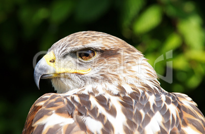 Greifvogel Nahaufnahme - Falconiformes
