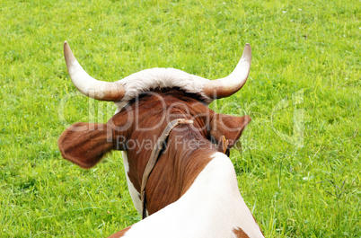 Kuh auf der grünen Wiese - Cow on green Meadow