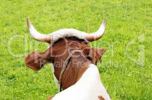 Kuh auf der grünen Wiese - Cow on green Meadow