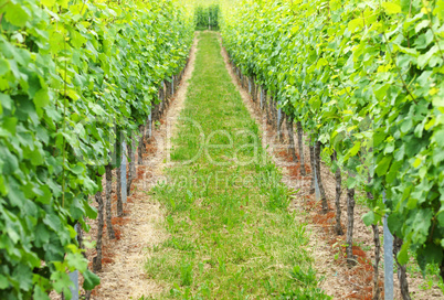 Wein Anbau - Vineyard