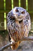 Der Blick des Uhu - Eagle-owl