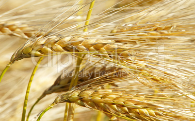 Kornähren Nahaufnahme - Cereal Grains close-up