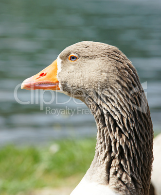 Gans im Sonnenlicht - Goose