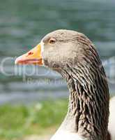 Gans im Sonnenlicht - Goose