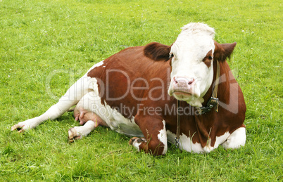Kuh auf der Wiese - Cow on Meadow
