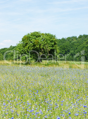 Kornblumenfeld & Natur - Beautiful Nature