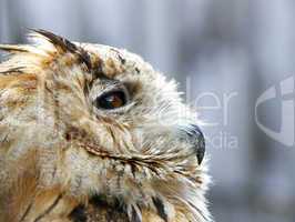 Der Uhu - Eagle-owl