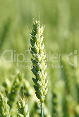 Getreide Ähre - Cereal Grain