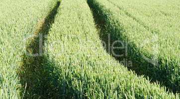 Getreidefeld im Frühsommer - Cereal Grains