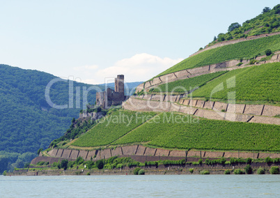 Blick auf die Weinberge am Rhein