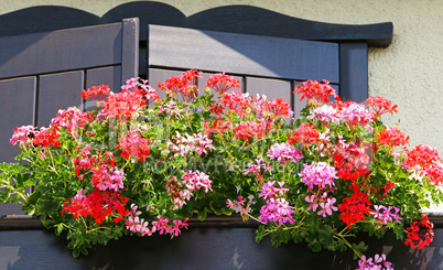 Geranien auf dem Balkon - Pelargonium at Home