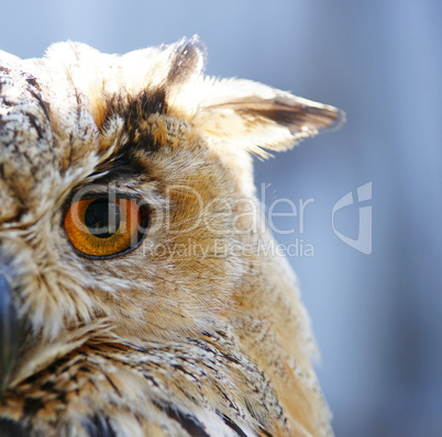 Uhu Nahaufnahme - Eagle-owl