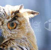Uhu Nahaufnahme - Eagle-owl