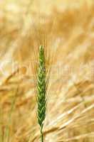 Getreide Nahaufnahme - Cereal Grains