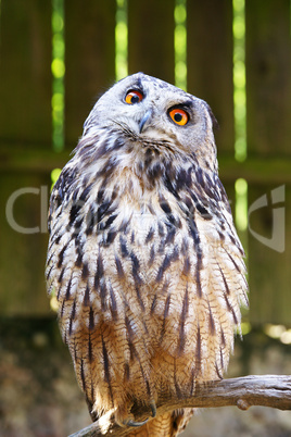 Der Uhu - Eagle-owl