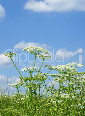Sommerwiese & Himmel - Beautiful Countryside