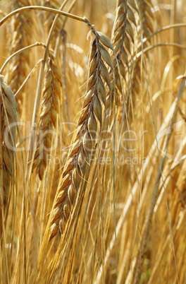 Erntezeit Getreide - Cereal Grain Harvest