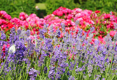 Flowers in the Garden - Blumen im Garten