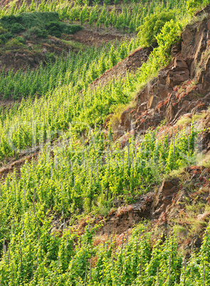 Steiler Weinberg an der Mosel - Vineyard