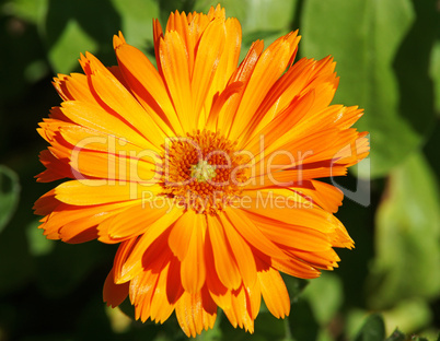 Orange Flower in the Sunlight - Macro