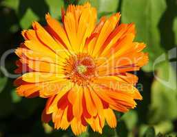 Orange Flower in the Sunlight - Macro