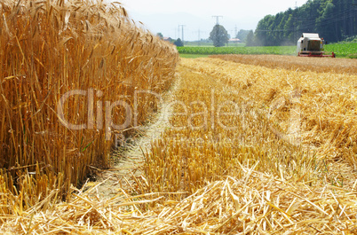 Getreide Ernte - Cereal Grain Harvest