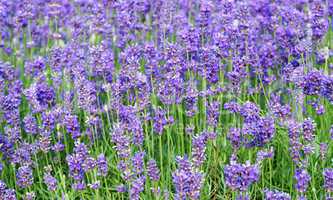 Lavendel Blüten - Lavender