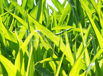 Mais Blätter im Sonnenlicht - Maize Plant