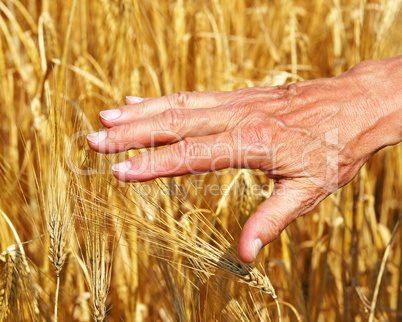 Erntezeit - Cereal Grain Harvest