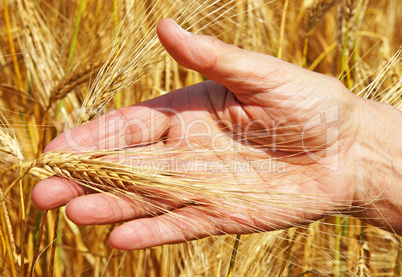 Cereal Grain Harvest - Getreide Ernte