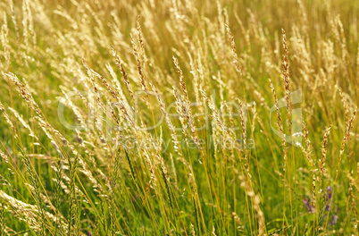 Gräser in der Abendsonne - Meadow
