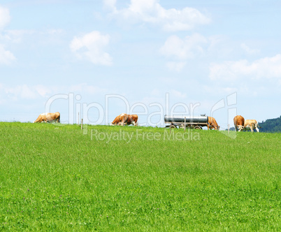 Rinder auf der Weide - Cows on Meadow
